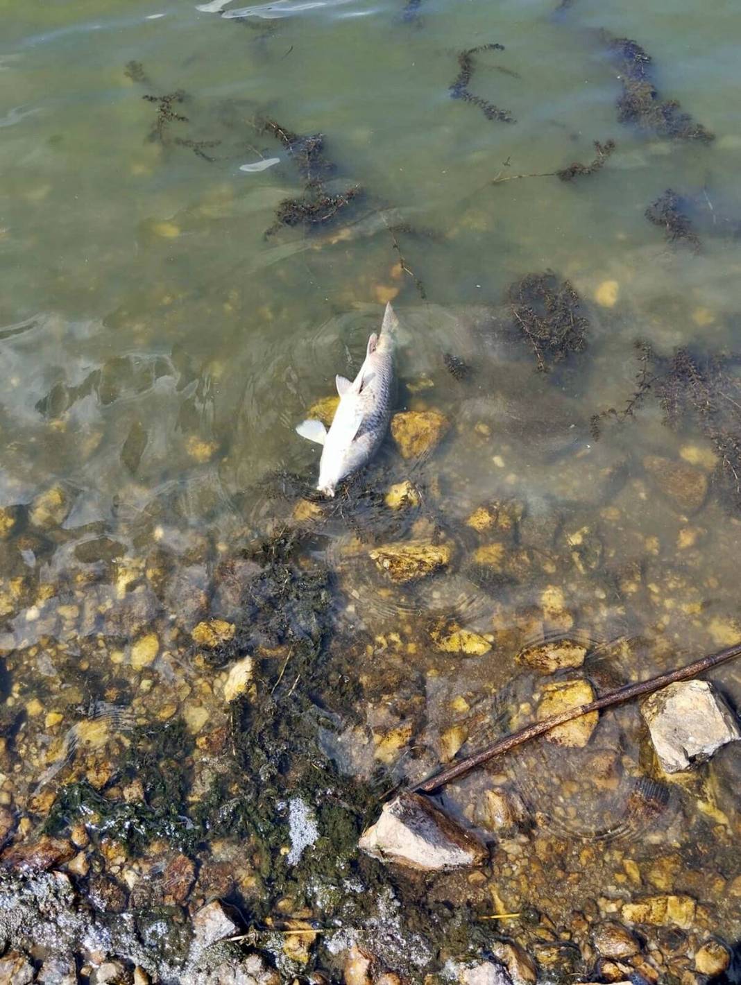 O kentte korkunç manzara: Maske ve eldivenle kamyonete yüklediler! Mahalleli endişeli: Daha önce böyle bir şey yaşamadık 9